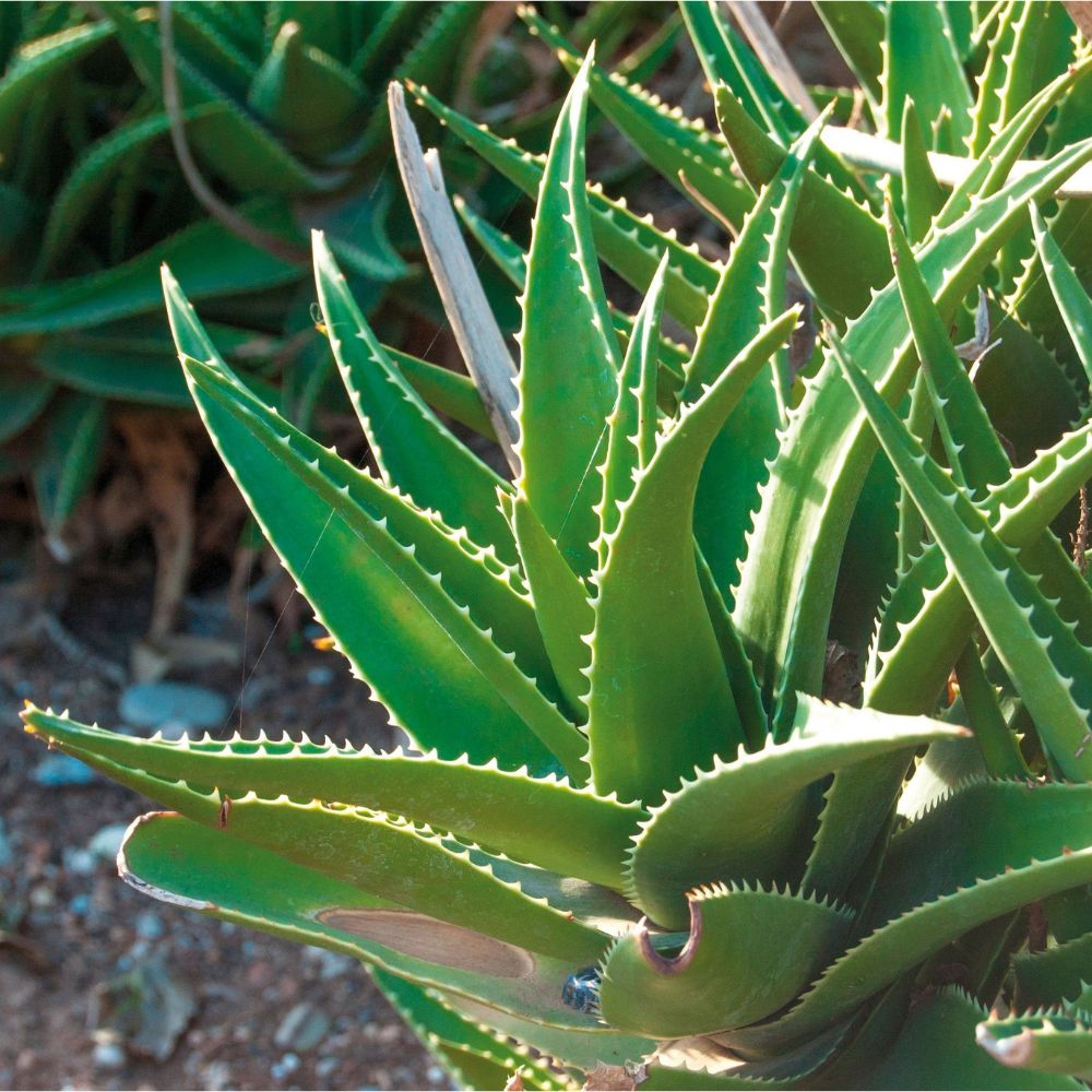 Haro Aloe Vera Vital Creme · 100% vegan · 100ml – Bild 3