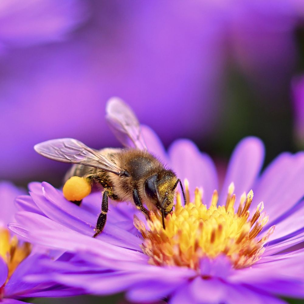 Little Bee Fresh Blütenpollen mit Aminosäuren, Vitamine und Mineralstoffe · 130g – Bild 5